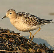 Buff-breasted Sandpiper