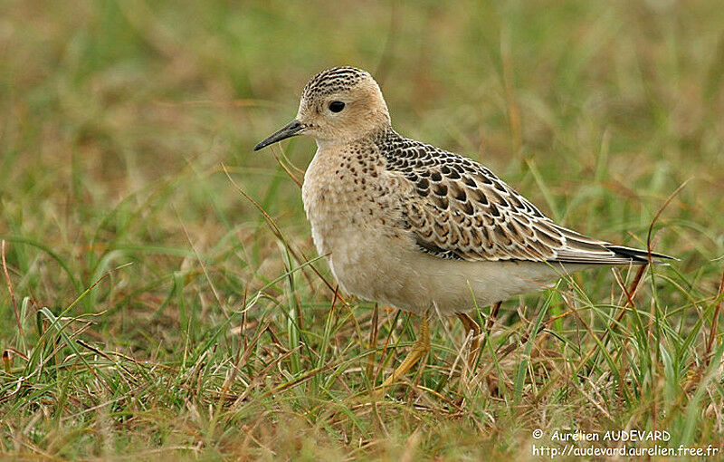 Buff-breasted Sandpiper