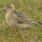 Buff-breasted Sandpiper