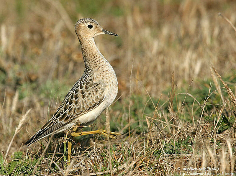 Buff-breasted Sandpiper