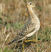 Buff-breasted Sandpiper