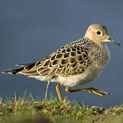 Buff-breasted Sandpiper