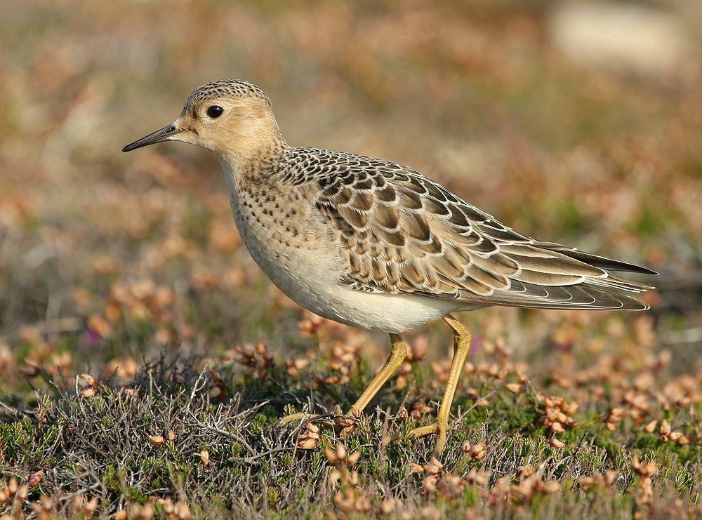 Buff-breasted Sandpiper