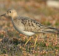 Buff-breasted Sandpiper