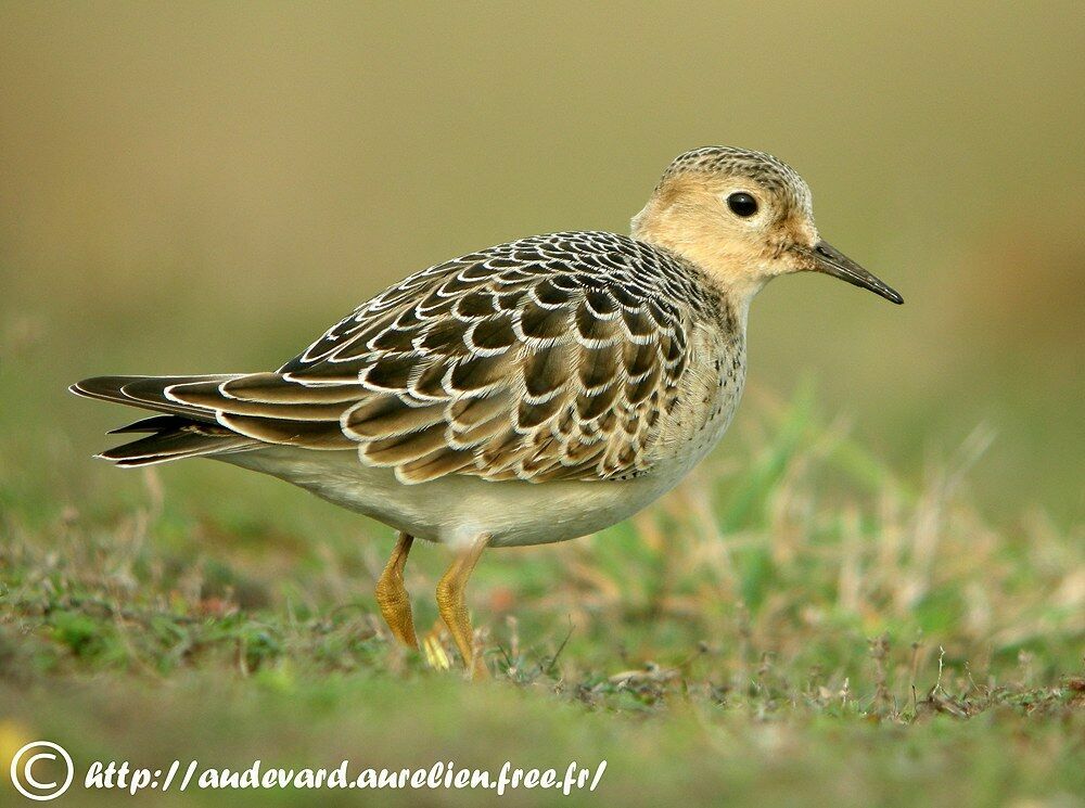 Buff-breasted SandpiperFirst year