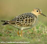 Buff-breasted Sandpiper