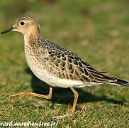 Buff-breasted Sandpiper