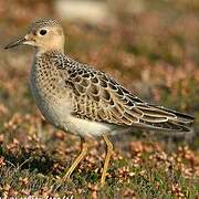 Buff-breasted Sandpiper