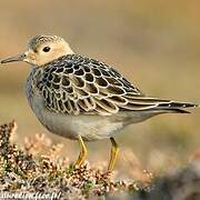 Buff-breasted Sandpiper