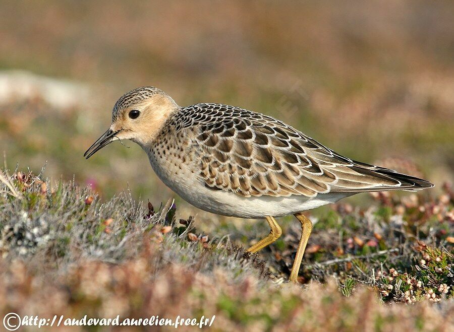 Buff-breasted Sandpiper