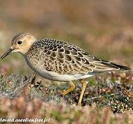 Buff-breasted Sandpiper