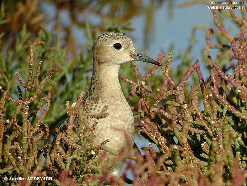 Buff-breasted Sandpiper