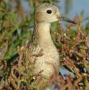 Buff-breasted Sandpiper