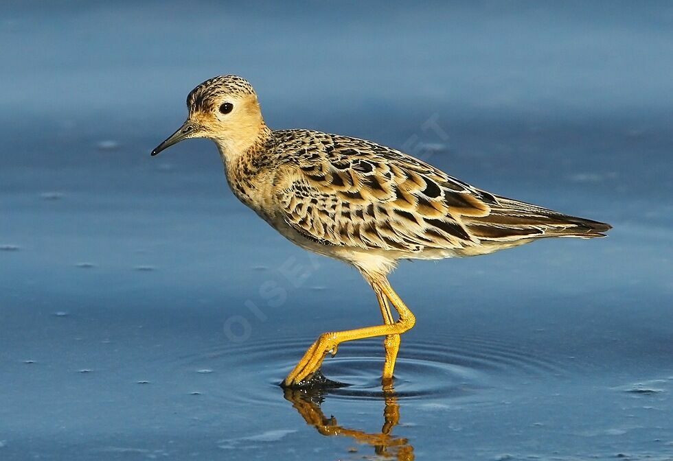 Buff-breasted Sandpiper