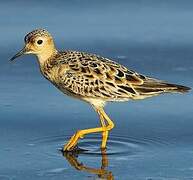 Buff-breasted Sandpiper