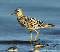 Buff-breasted Sandpiper