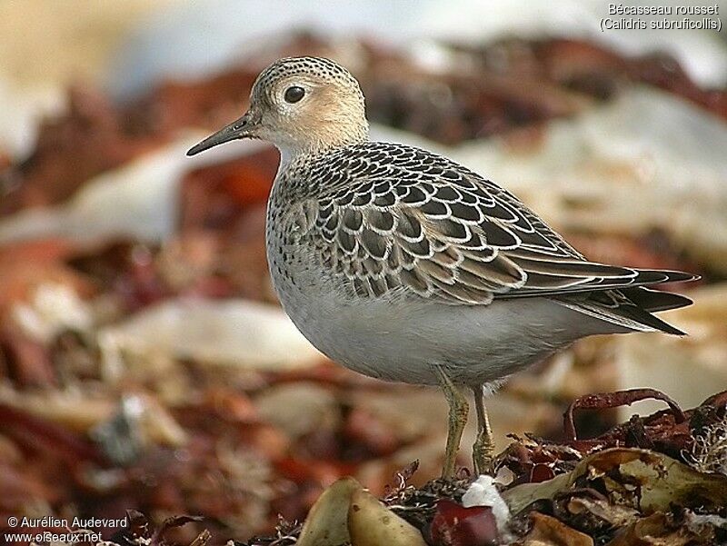 Buff-breasted Sandpiper