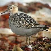 Buff-breasted Sandpiper