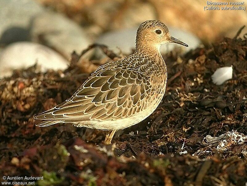 Buff-breasted Sandpiper