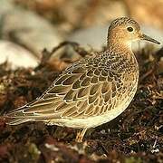 Buff-breasted Sandpiper