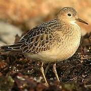 Buff-breasted Sandpiper