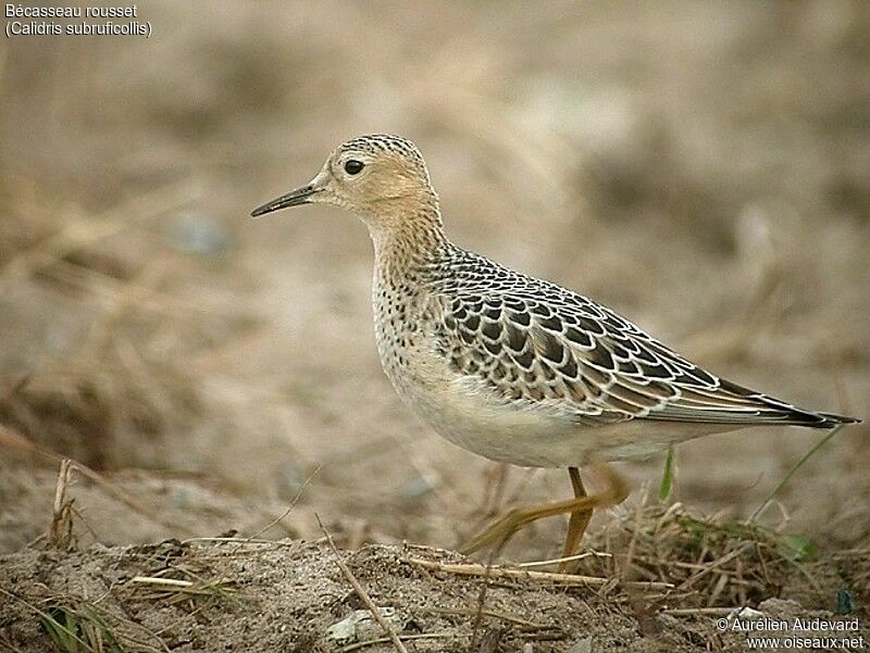 Buff-breasted Sandpiper