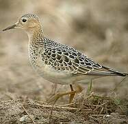 Buff-breasted Sandpiper