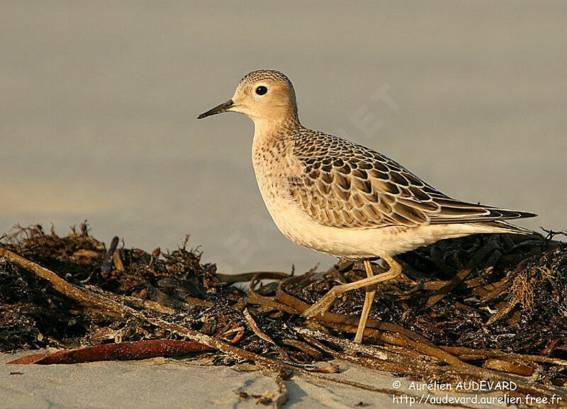 Buff-breasted Sandpiper