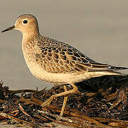 Buff-breasted Sandpiper