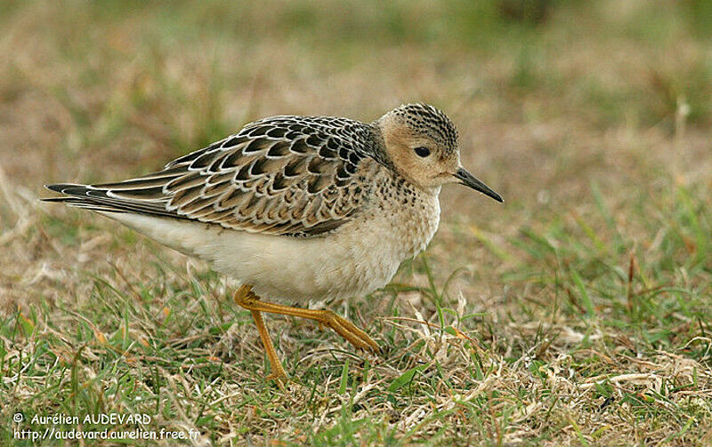 Buff-breasted Sandpiper