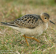 Buff-breasted Sandpiper