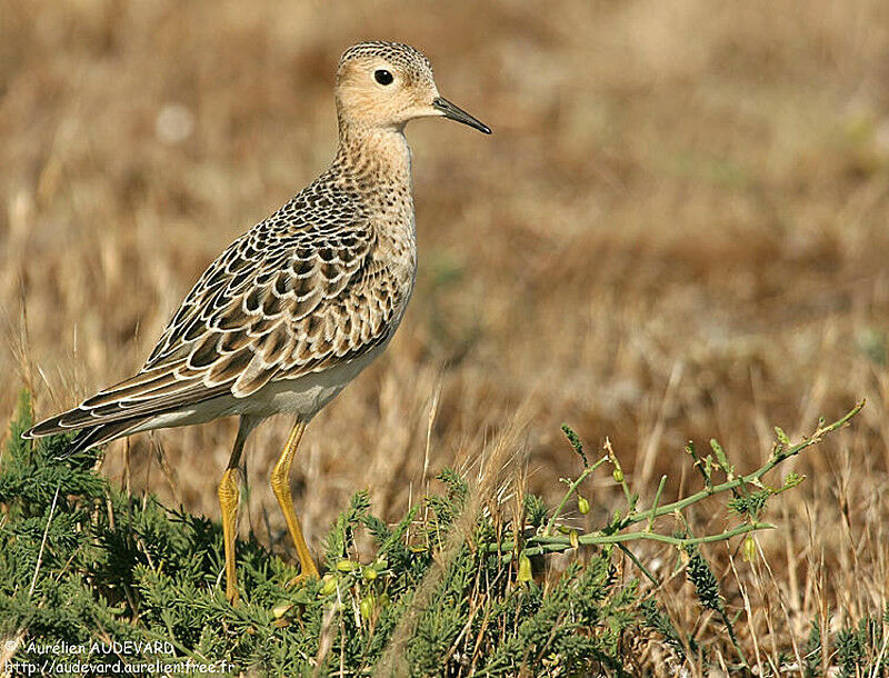 Buff-breasted Sandpiper