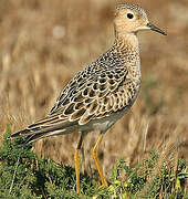 Buff-breasted Sandpiper