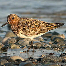 Bécasseau sanderling