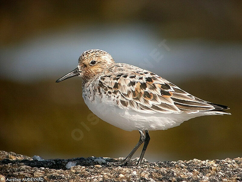 Bécasseau sanderling