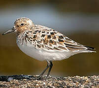 Bécasseau sanderling