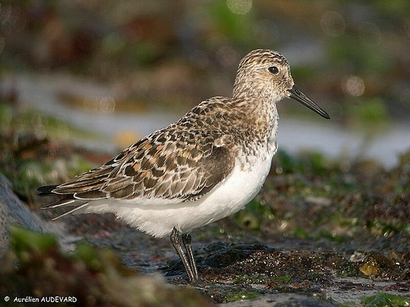 Sanderling