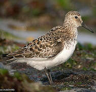 Bécasseau sanderling