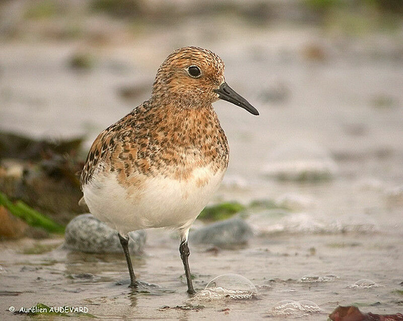 Bécasseau sanderling