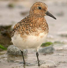 Bécasseau sanderling