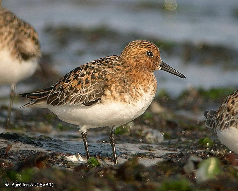 Bécasseau sanderling