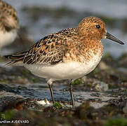 Bécasseau sanderling