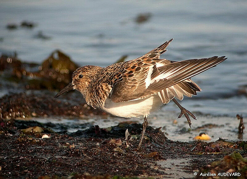 Bécasseau sanderling