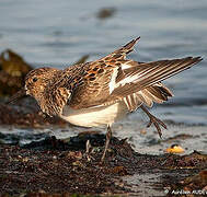 Sanderling