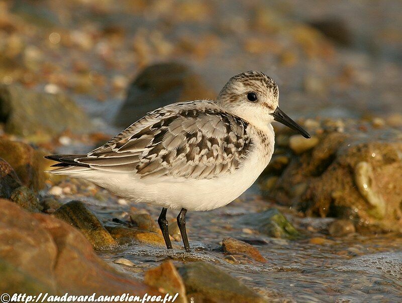 Bécasseau sanderling