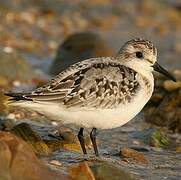 Bécasseau sanderling