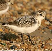 Bécasseau sanderling