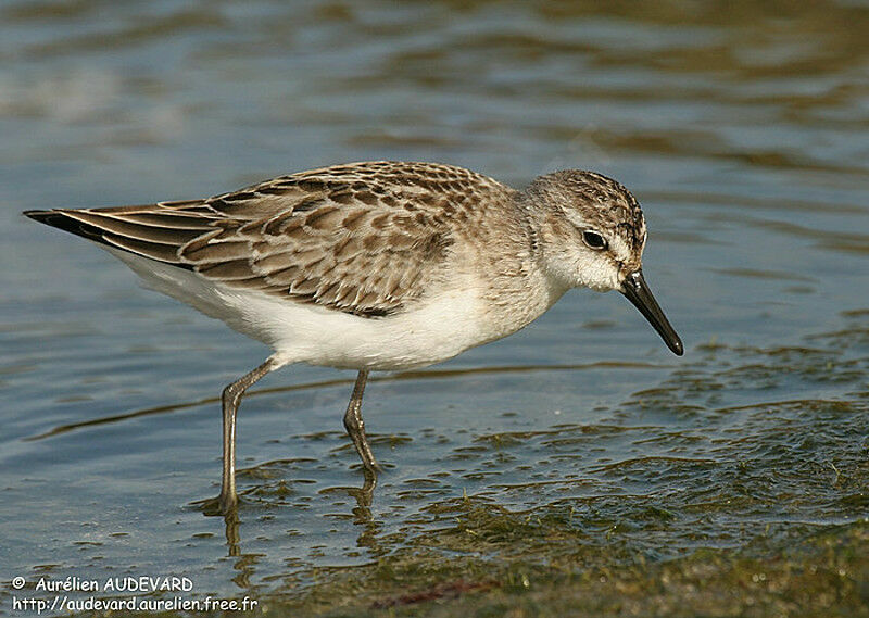 Semipalmated Sandpiper