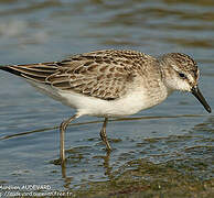 Semipalmated Sandpiper