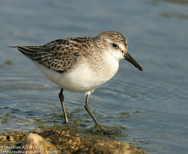 Semipalmated Sandpiper